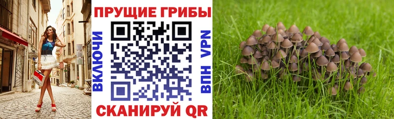 Псилоцибиновые грибы мицелий  OMG как зайти  Павловская  продажа наркотиков 